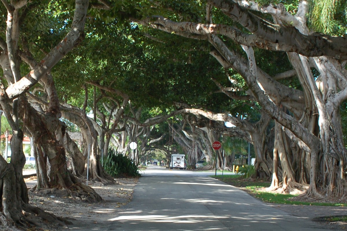 ficus tunnel