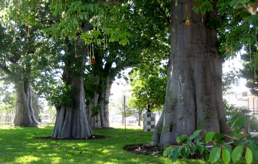 Baobab Trees rev